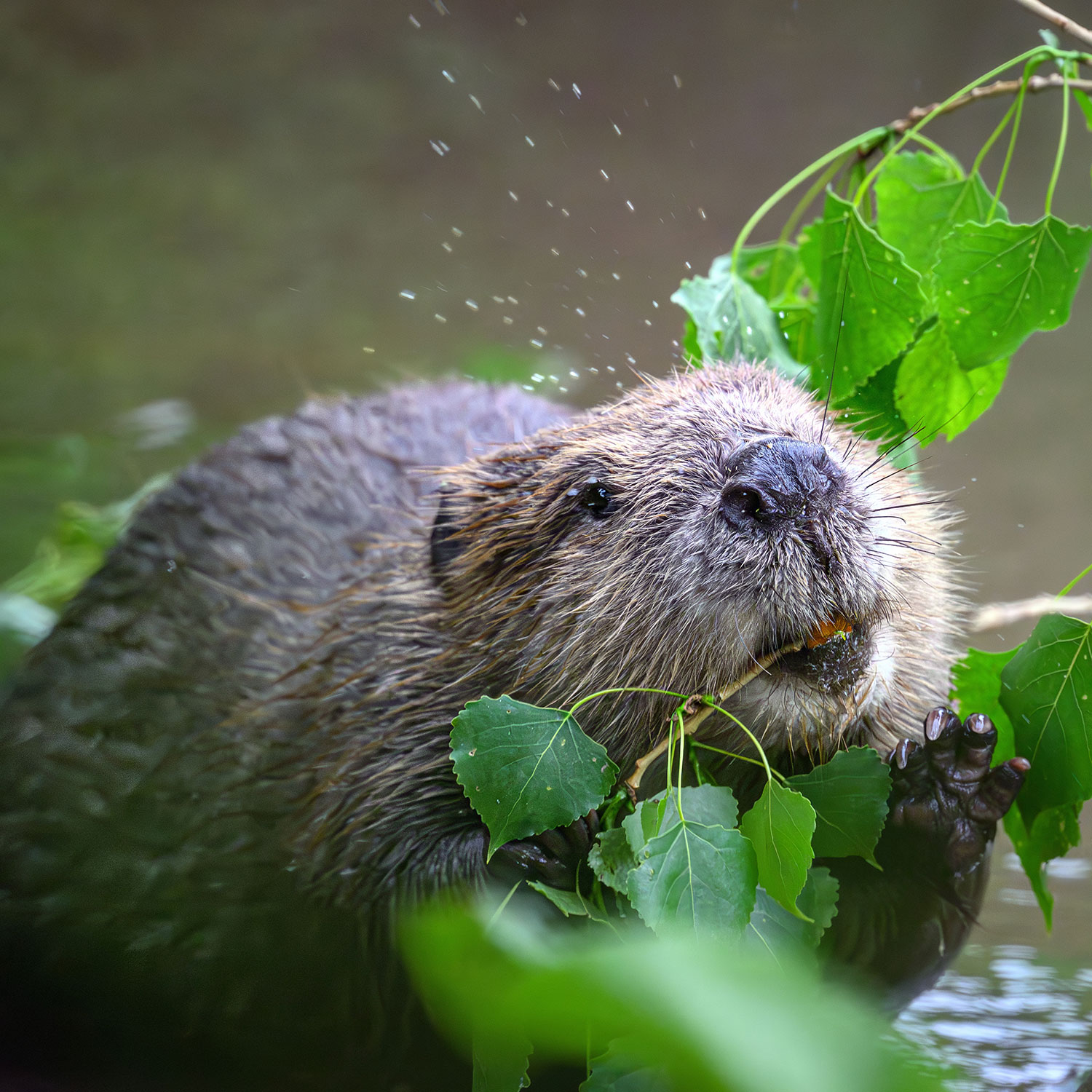 Einsendeschluß IGA Berlin 2017