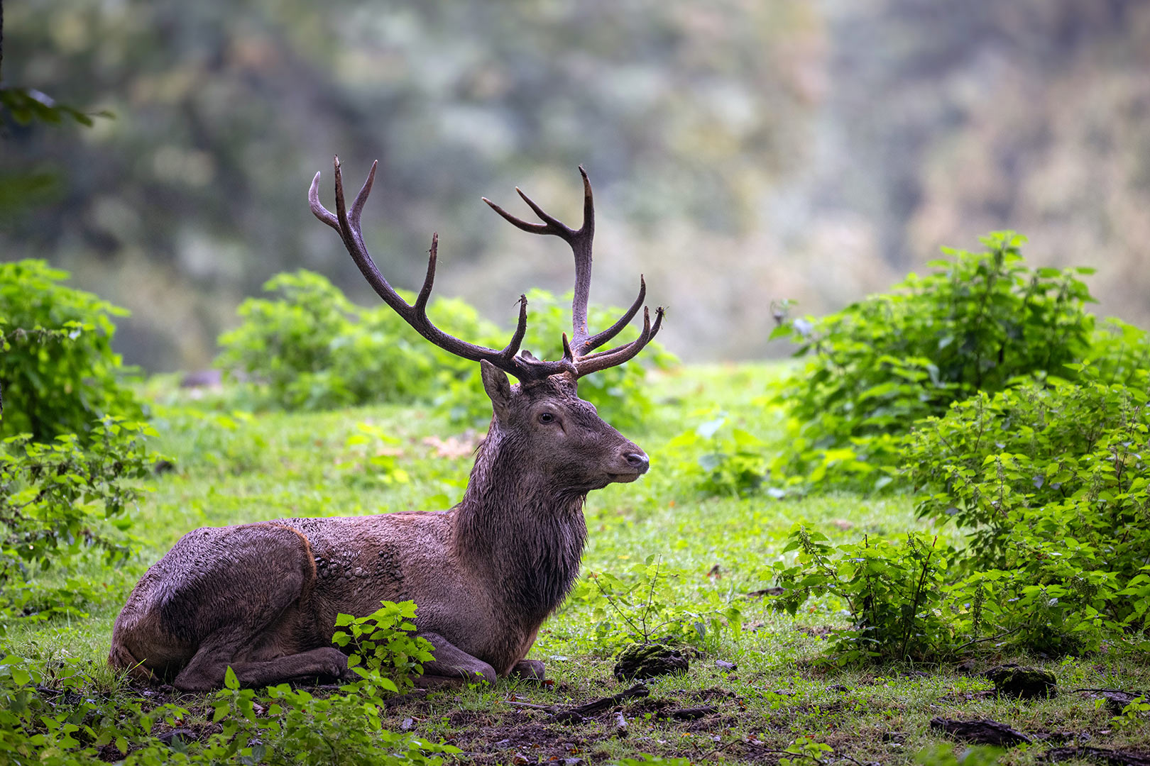 2024-09-10-flotter-Hirsch-mr-6.33-3 Flotter Hirsch (Foto: Michael Ritter)