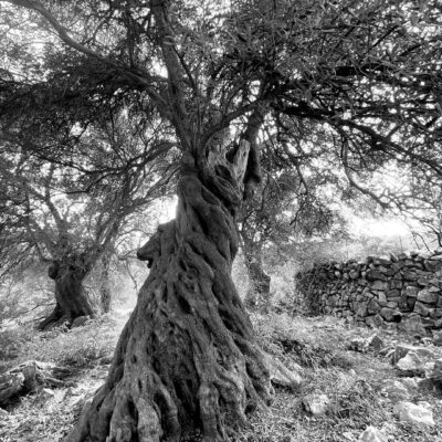 Alt wie ein Baum (Foto: Andreas Kuhrt)