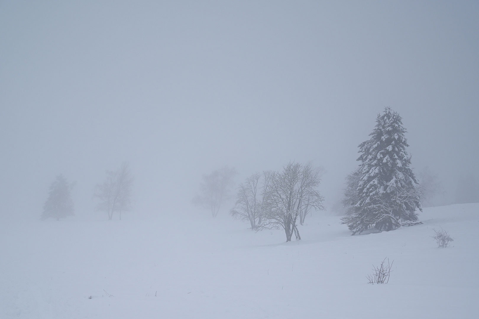 Im Nebel (Foto: Dietmar Schmidt)