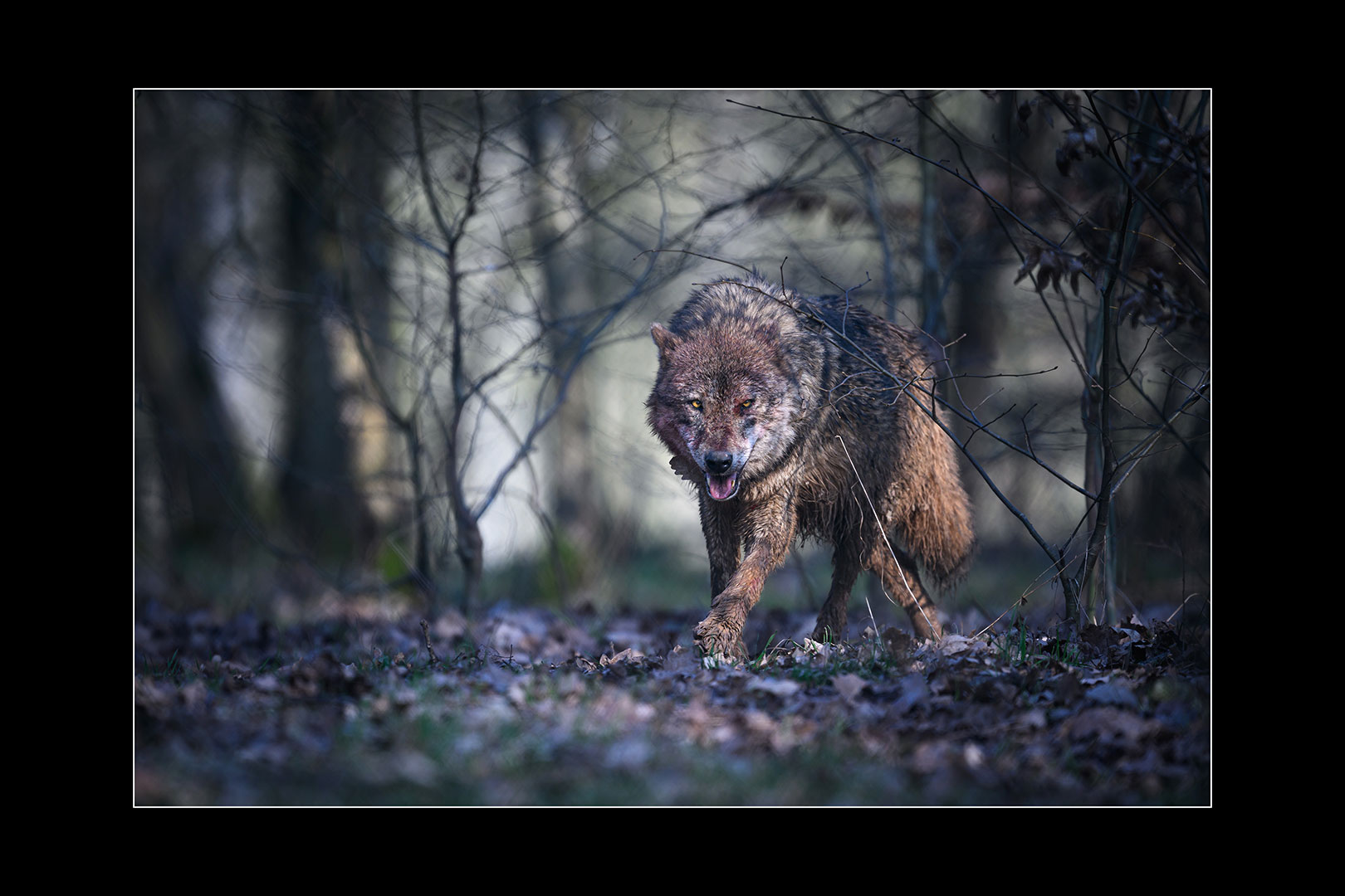 Isegrimm (Foto: Michael Ritter)