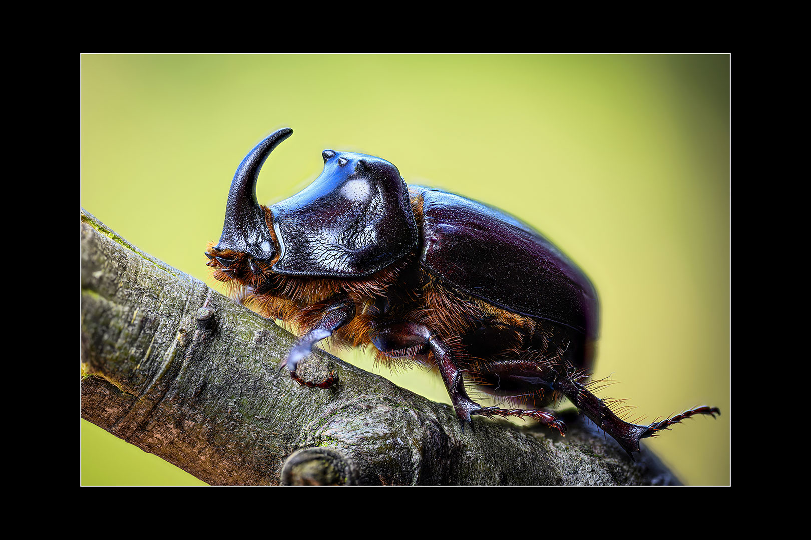 Nashornkäfer (Foto: Michael Ritter)