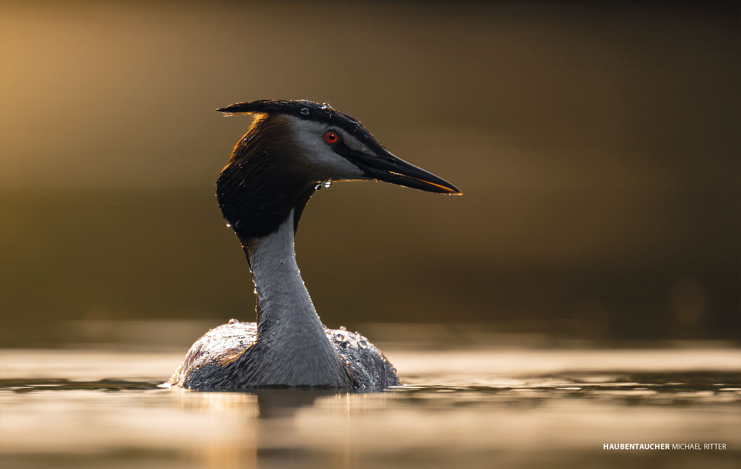 Haubentaucher (Foto: Michael Ritter)