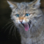 Wildkatze (Foto: Michael Ritter)