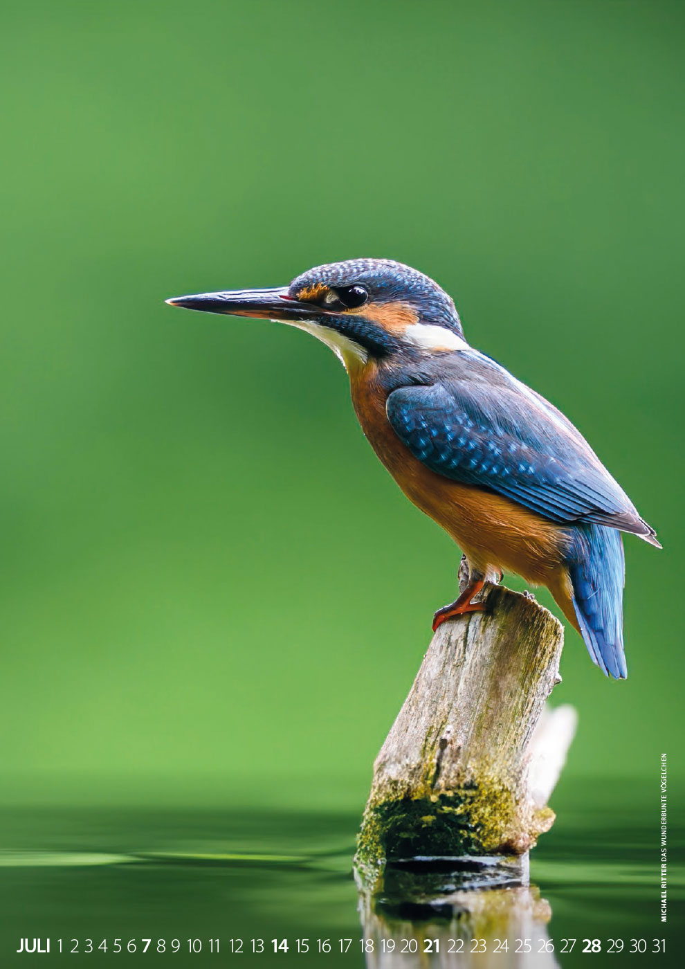 Das wunderbunte Vögelchen (Foto: Michael Ritter)