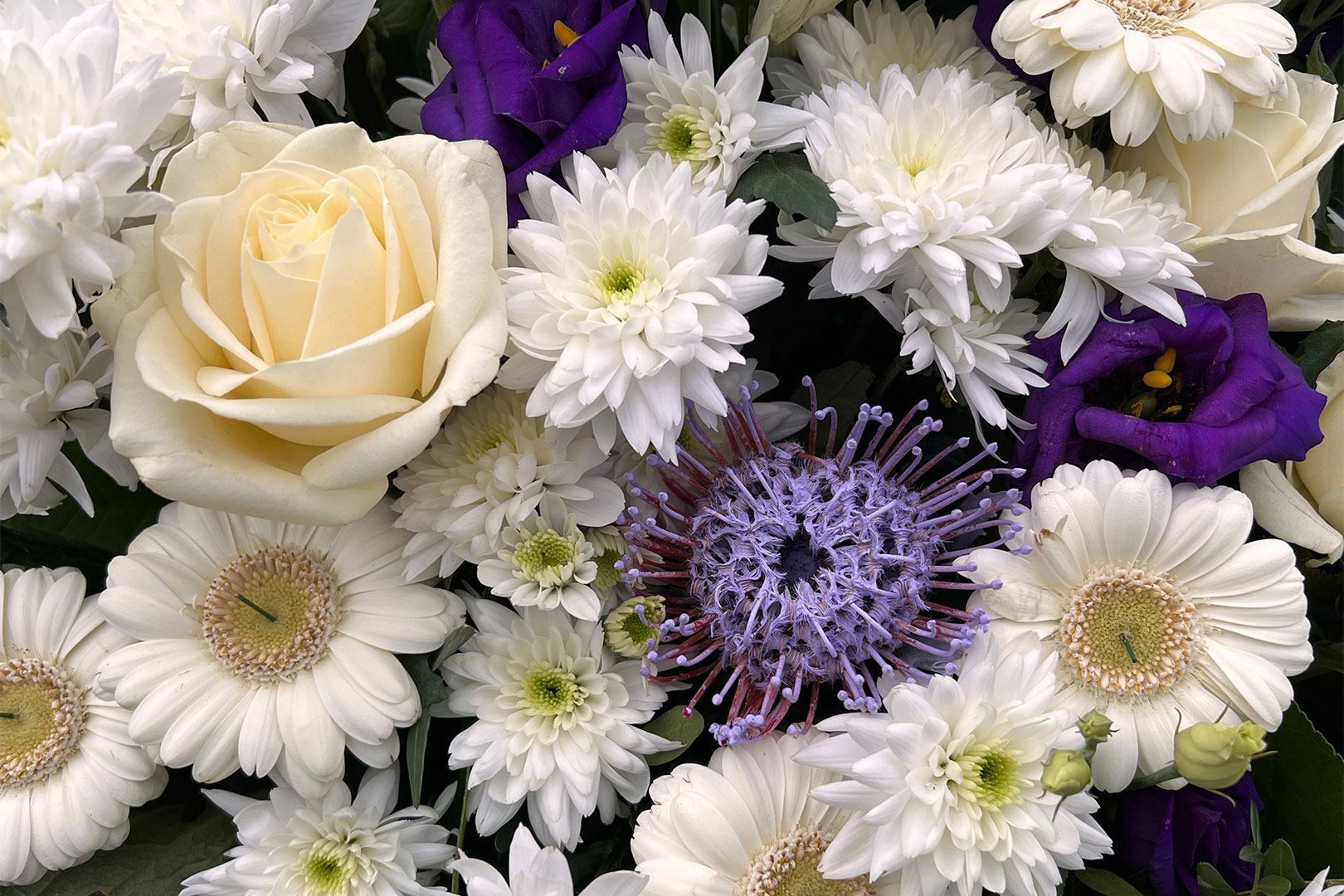 2025-02-07-friedhof-suhl-grab-gg-IMG_6419mh Grabstelle Günter Giese: Blumen (Foto: Manuela Hahnebach, 07.02.2025)