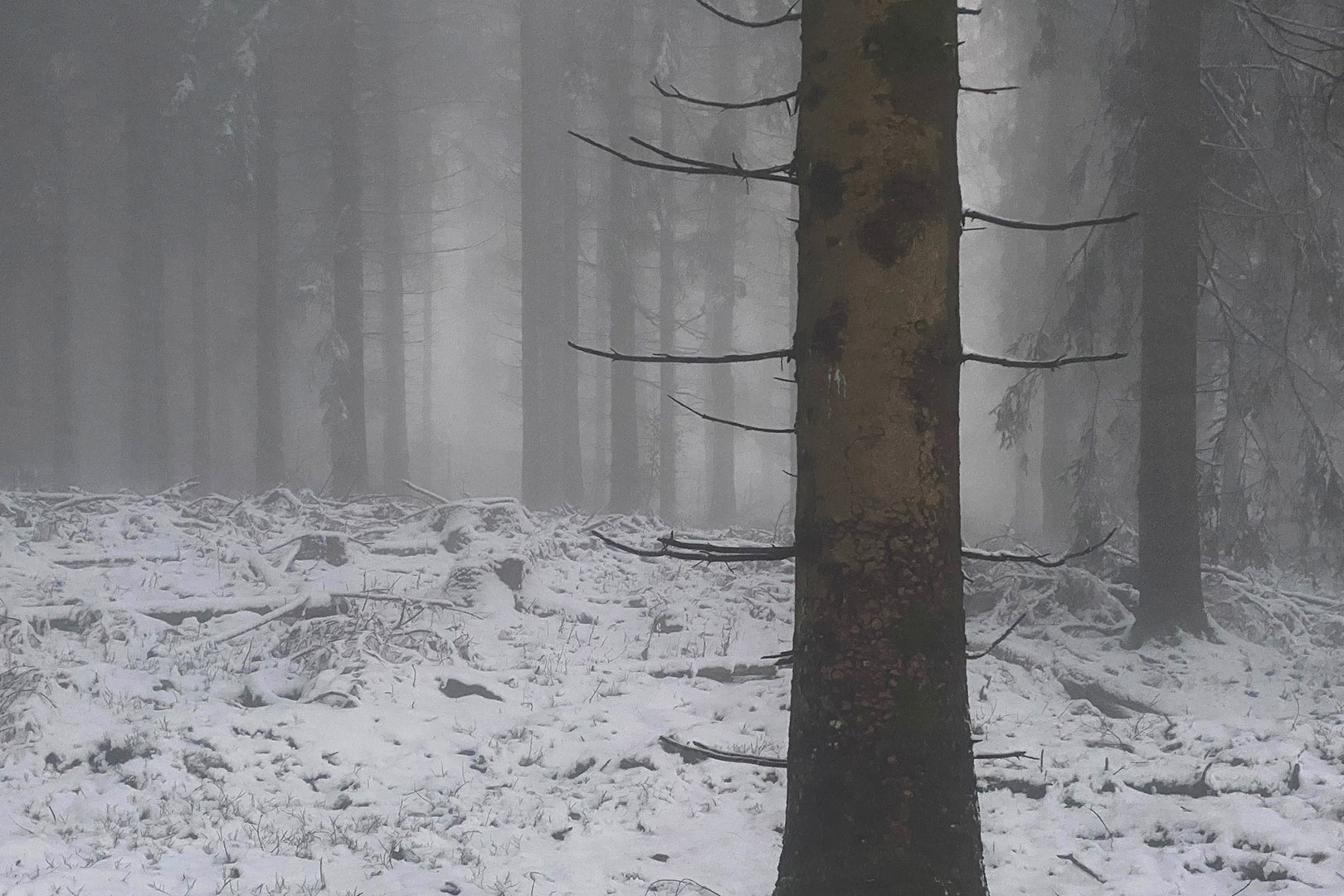 2025-1-26-truebwald-ak-4.33 Trübwald (Foto: Andreas Kuhrt)