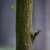 Blatt und Specht (Foto: Michael Ritter)