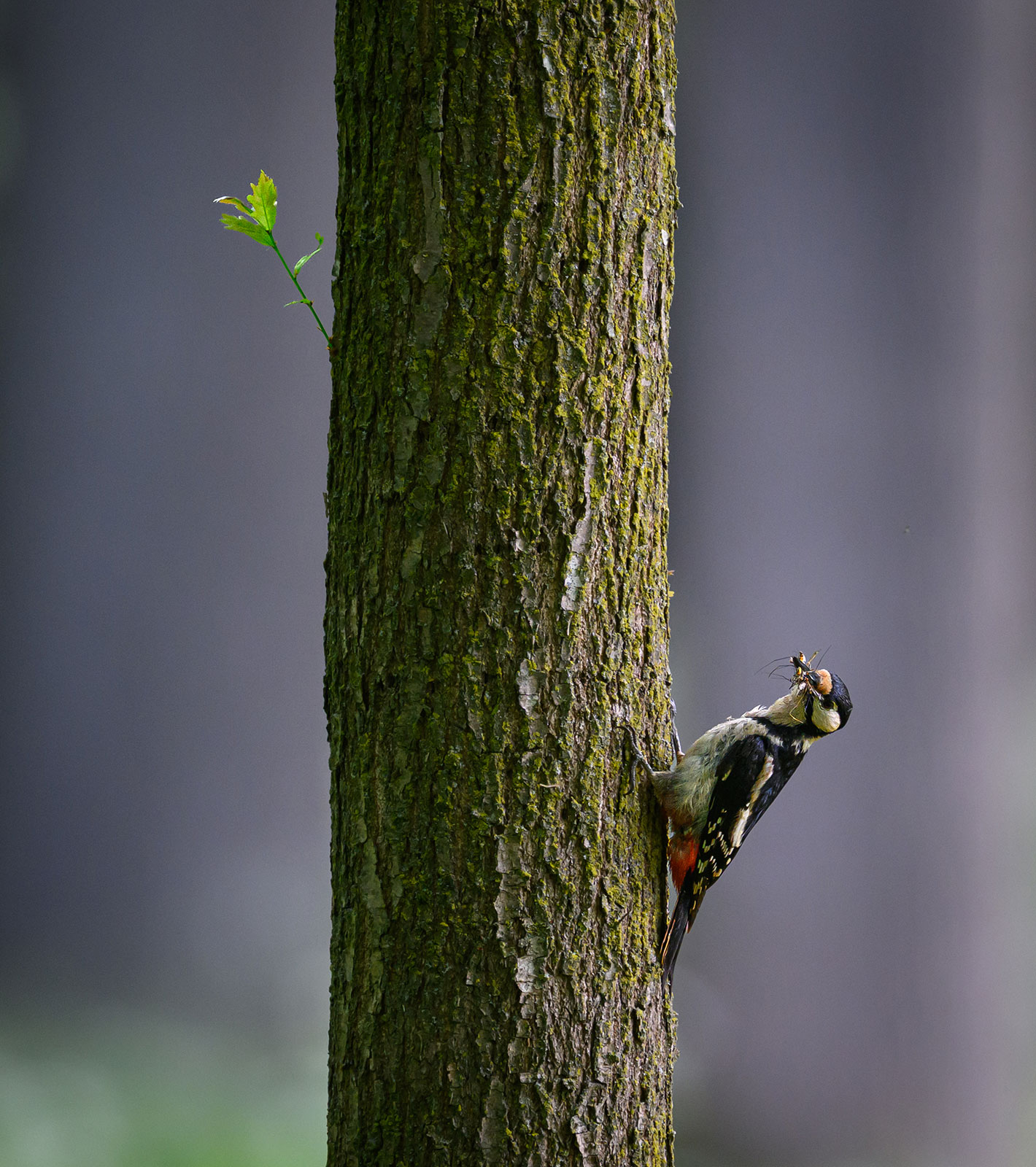 Fotoclub: Bild des Monats 07.2020