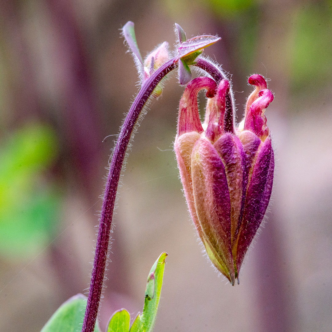 Demütige Schönheit (Foto: Uli Pfeufer)