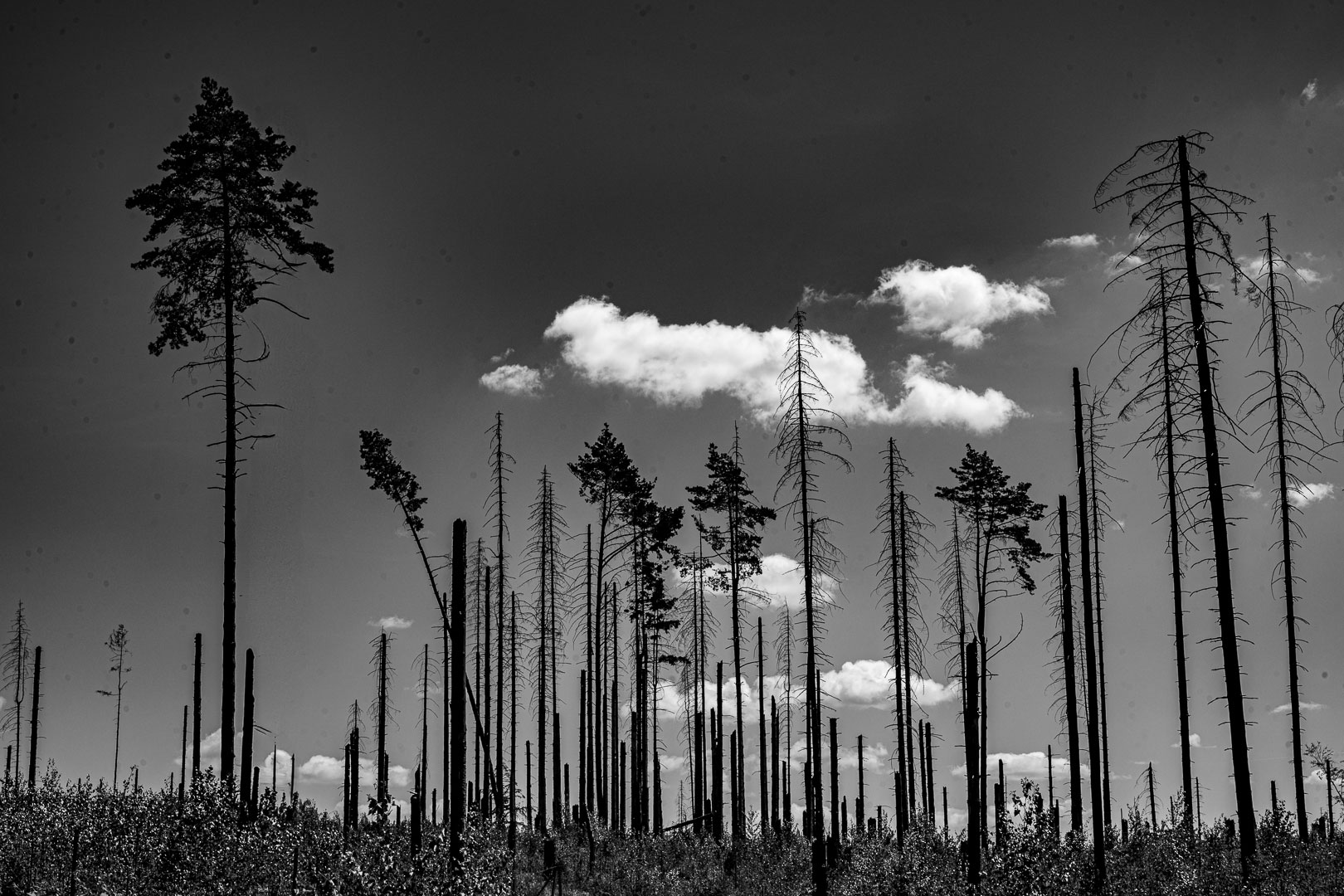 Fotoclub-Ausstellung "Bewegte Bilder"