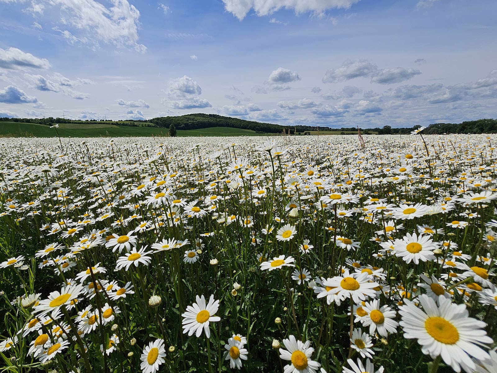 Margeritenfeld (Foto: Dietmar Schmidt)