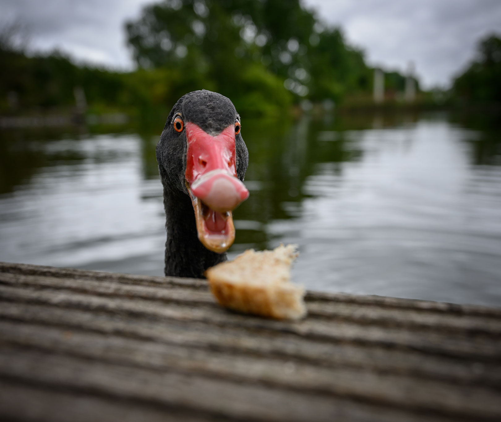 Fotoclub-Ausstellung "Bewegte Bilder"