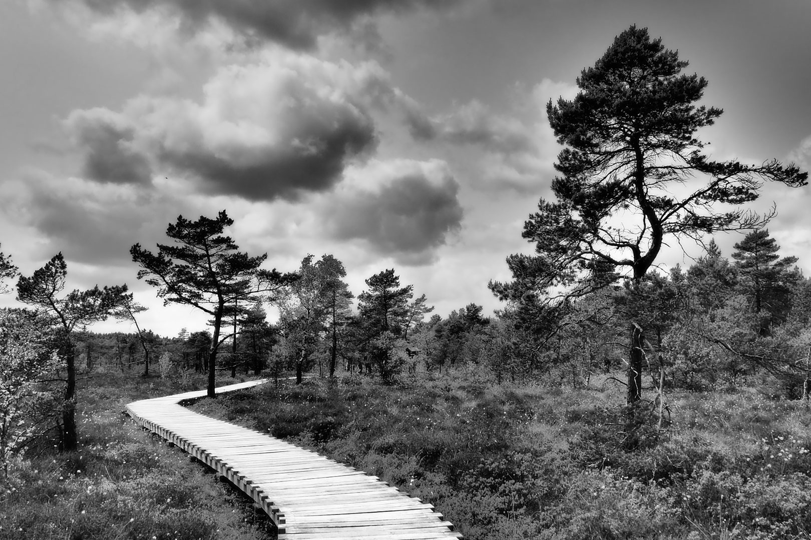 Schwarzes Moor (Foto: Dietmar Schmidt)