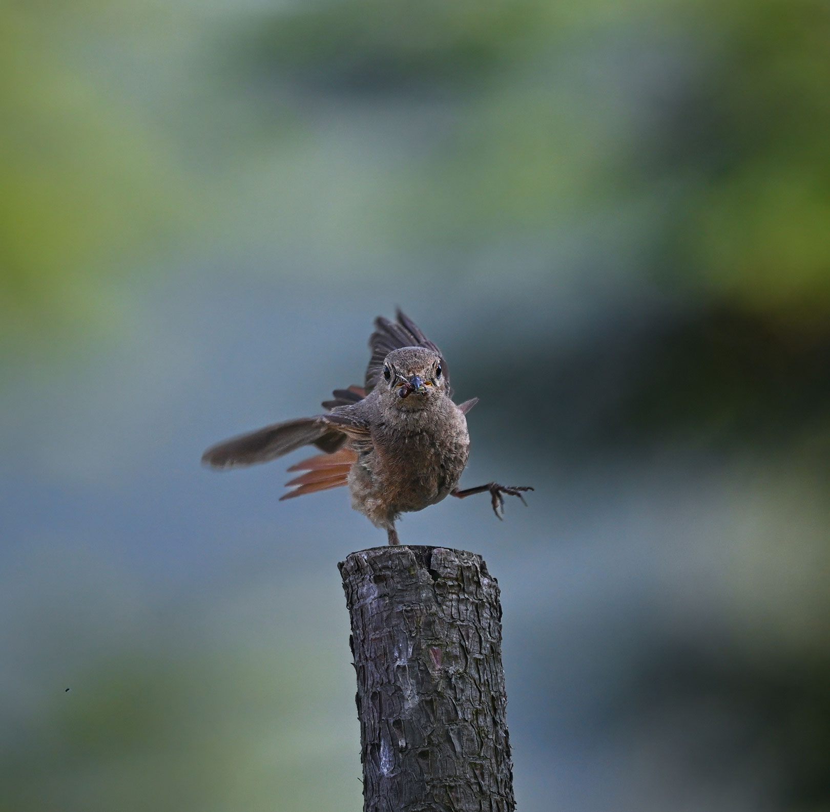 Sumo-Ringer (Foto: Michael Ritter)