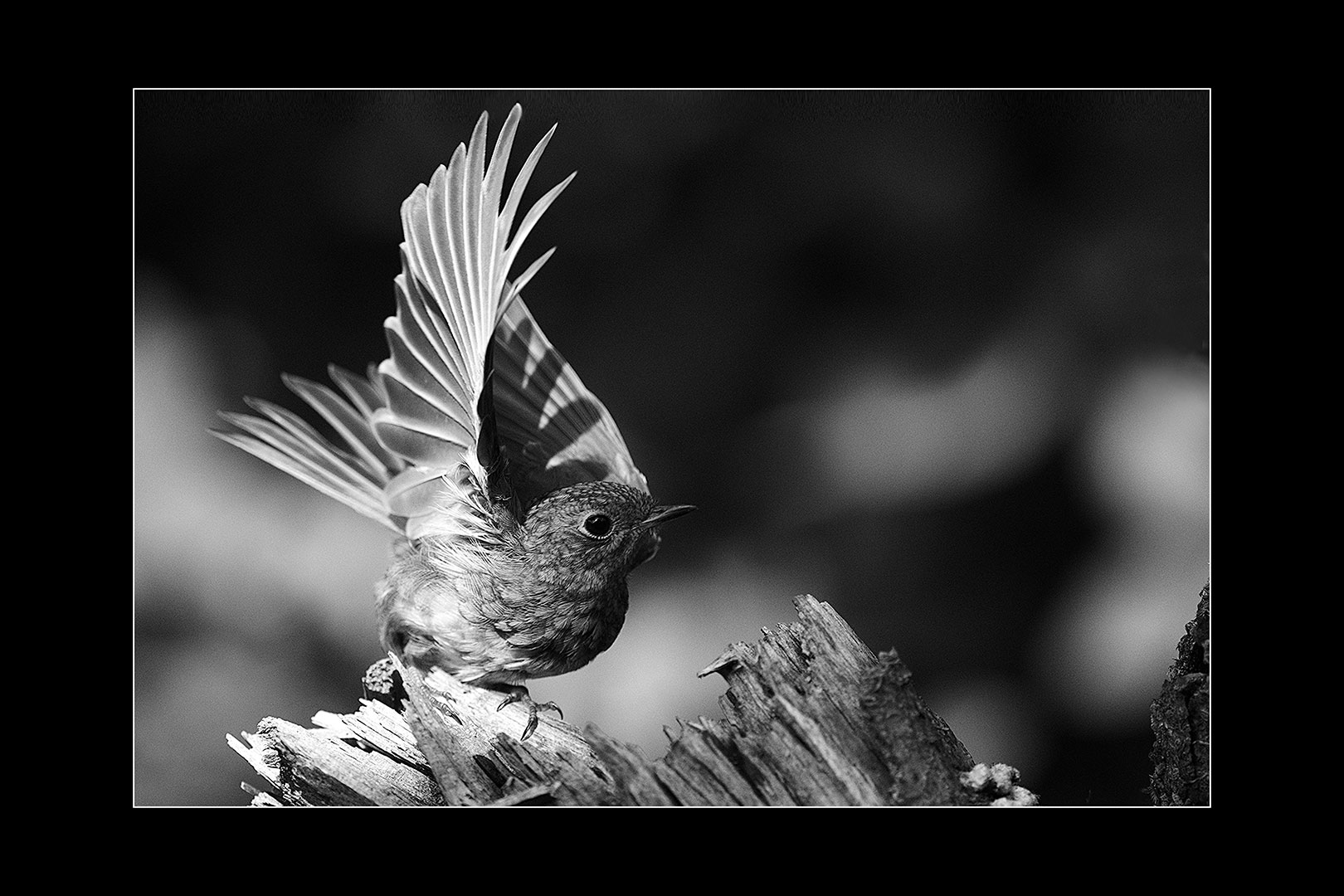 Abflug (Foto: Andreas Geier)