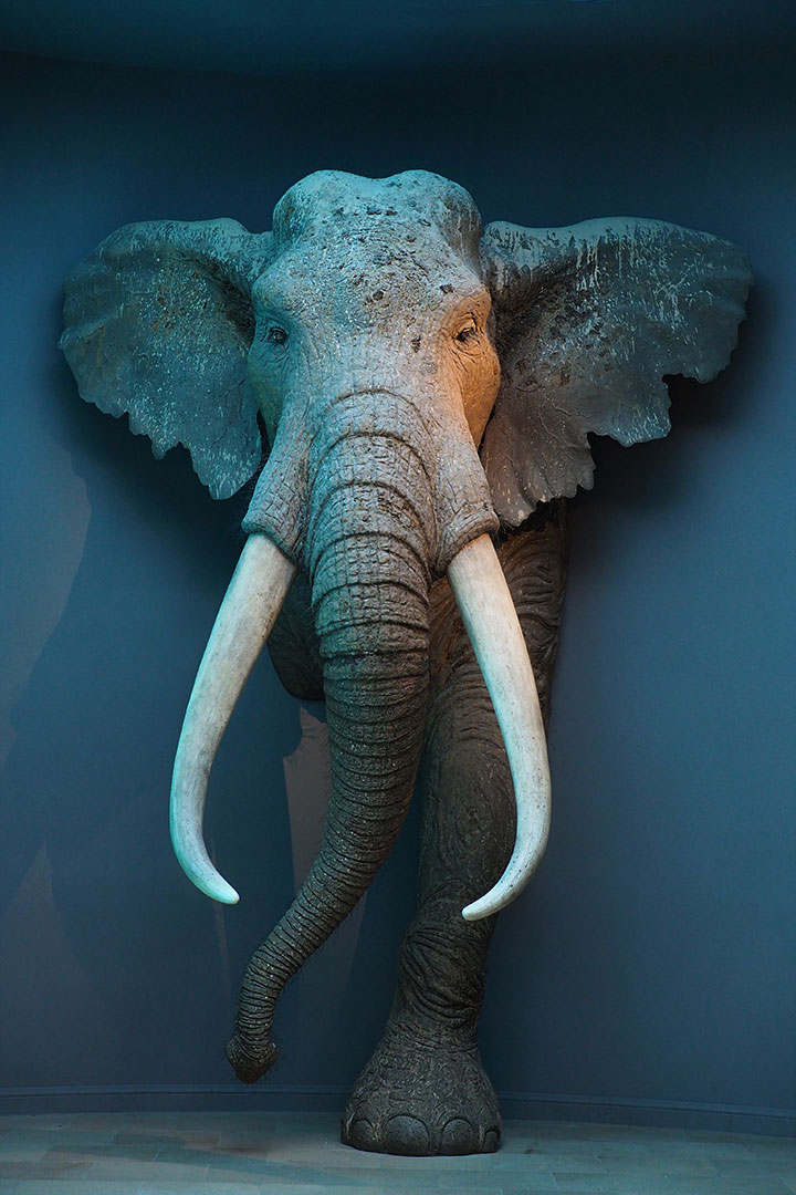 Elefant (Foto: Manuela Hahnebach)