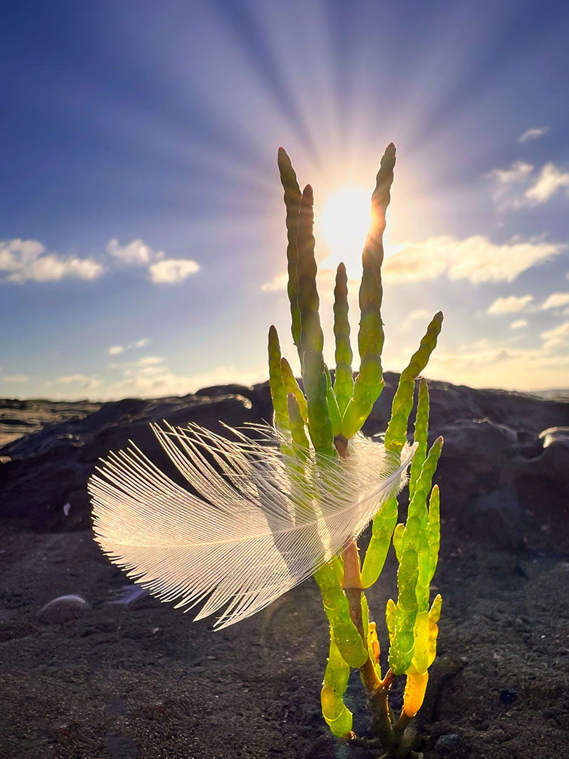 Federchen in goldener Stunde (Foto: Manuela Hahnebach)