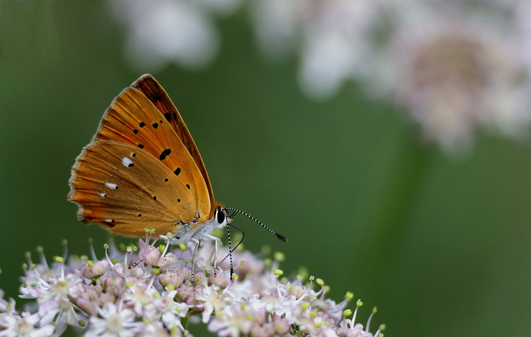 Hunger (Foto: Claus Gebhardt)