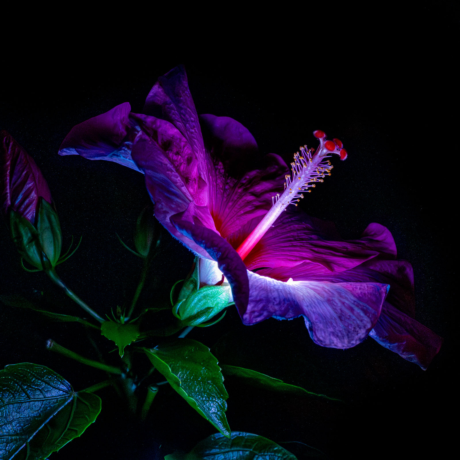 Beleuchtet (Foto: Uli Pfeufer)