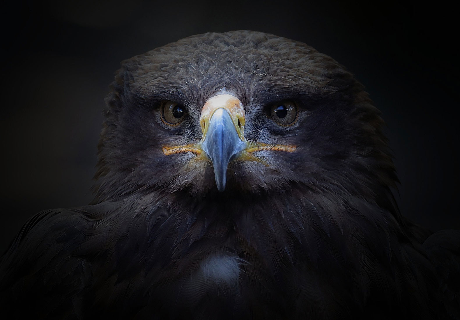 Der finstere Blick (Foto: Claus Gebhardt)