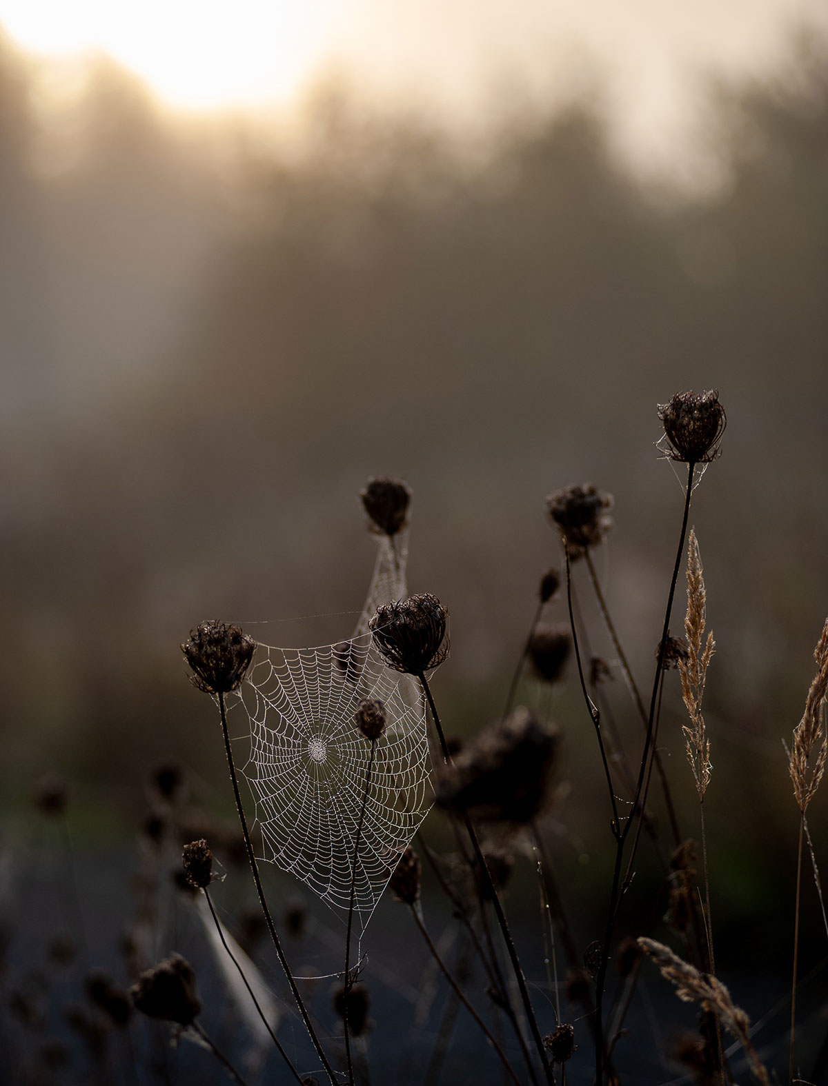 Herbstmoment (Foto: Uli Pfeufer)