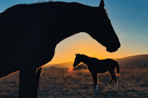 Bild des Quartals <b>4.2025</b>