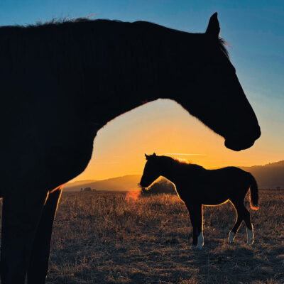 Sonnenuntergang in der Thüringeti (Foto: Manuela Hahnebach)