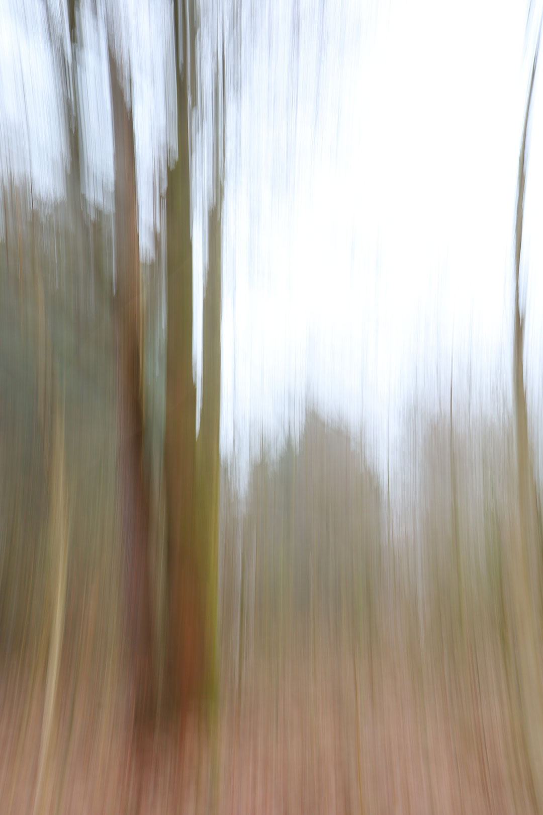 Serie: Bäume 1 (Foto: Claus Gebhardt)