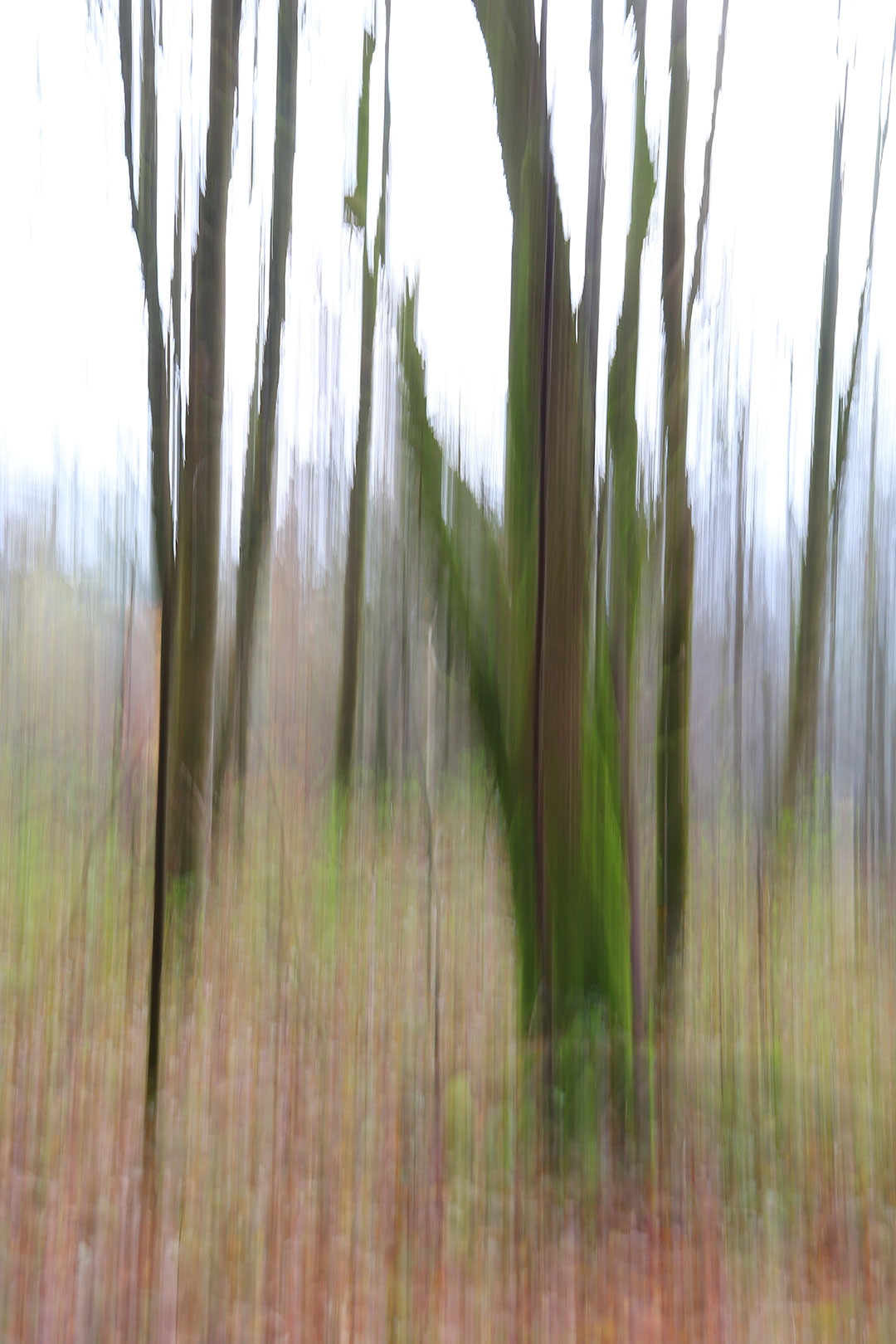 Serie: Bäume 2 (Foto: Claus Gebhardt)