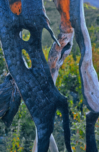 Abgebrannt (Foto: Peter Maximilian Schmidt)