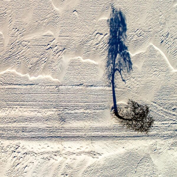 Baum & Struktur (Foto: Uli Pfeufer)