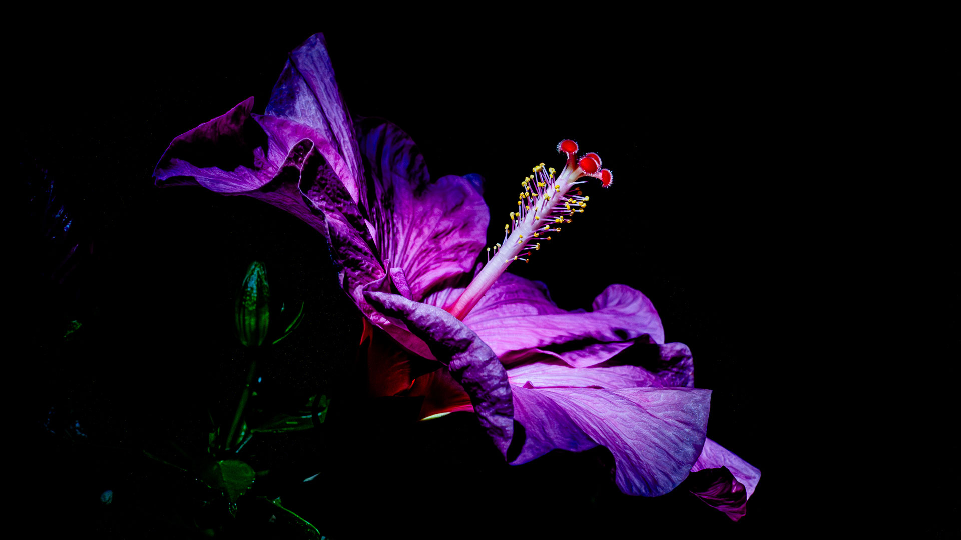 Beleuchtete Schöne (Foto: Uli Pfeufer)