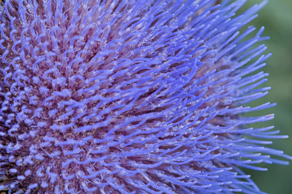 Bestäubt (Foto: Roland Kastner)