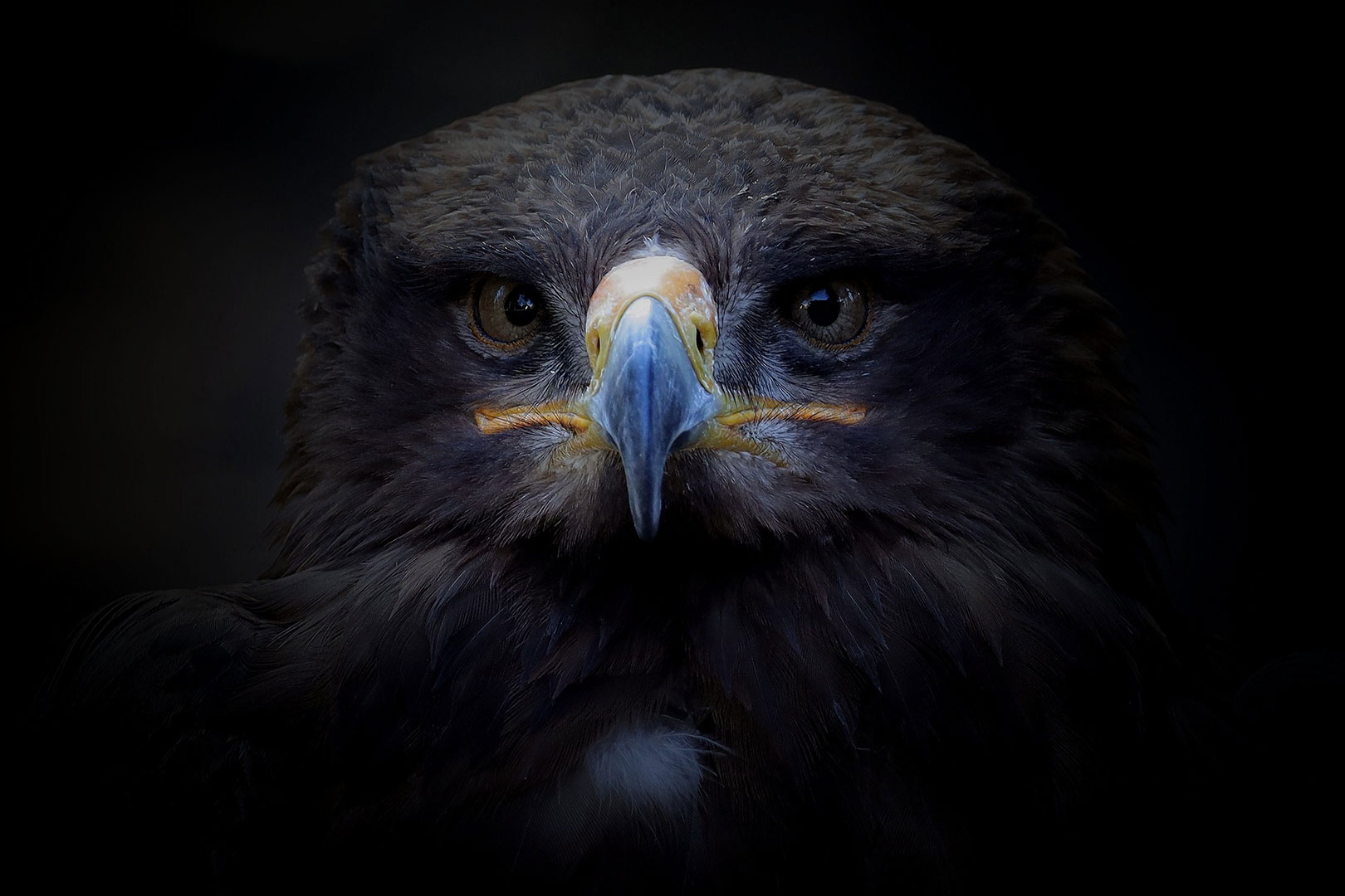 Der finstere Blick (Foto: Claus Gebhardt)