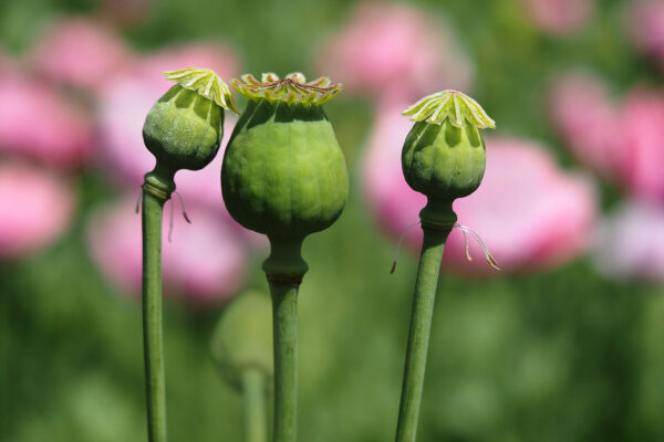 Drei Grazien (Foto: Manuela Hahnebach)