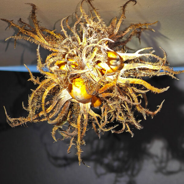 Drei Haselnüsse (Foto: Peter Maximilian Schmidt)