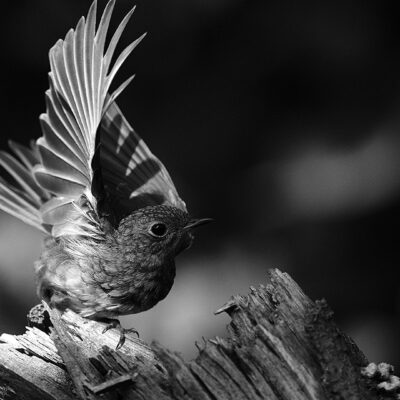 Abflug (Foto: Andreas Geier)