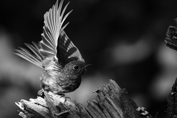 Abflug (Foto: Andreas Geier)