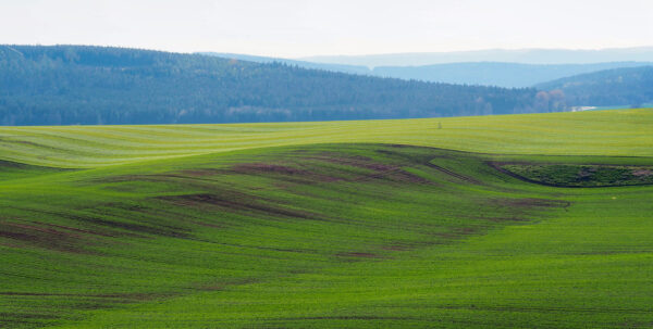 Grüne Welle (Foto: Manuela Hahnebach)