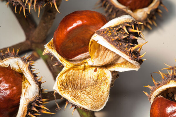 Herbst (Foto: Roland Kastner)