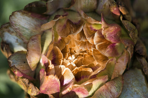 In der Herbstsonne (Foto: Roland Kastner)