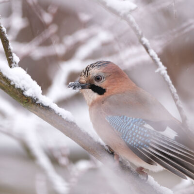 (Foto: Andreas Geier)