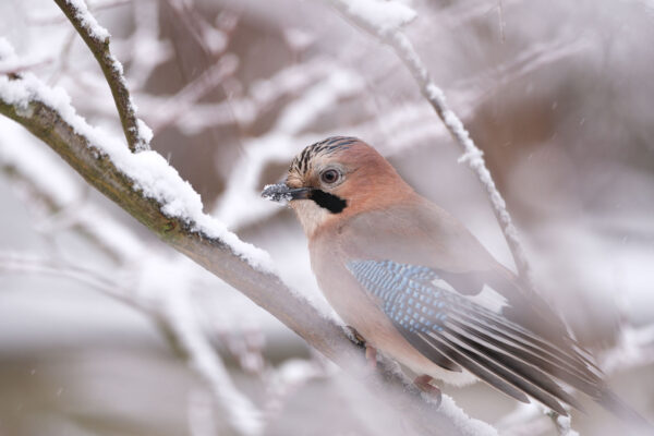 (Foto: Andreas Geier)