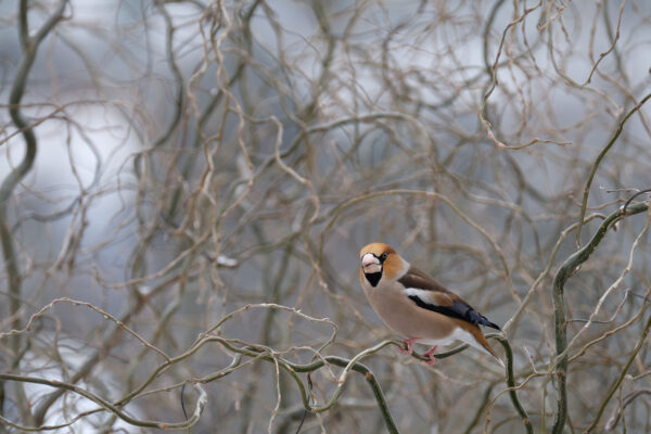 (Foto: Andreas Geier)