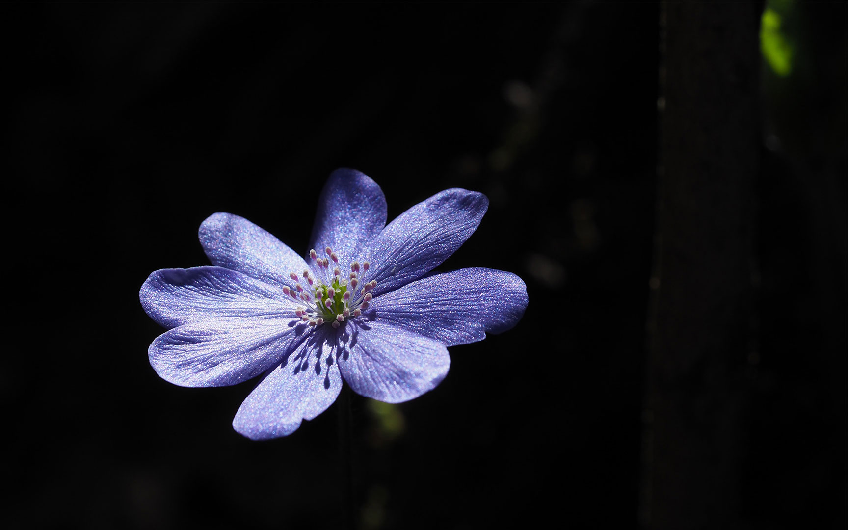 Soloauftritt (Foto: Manuela Hahnebach)