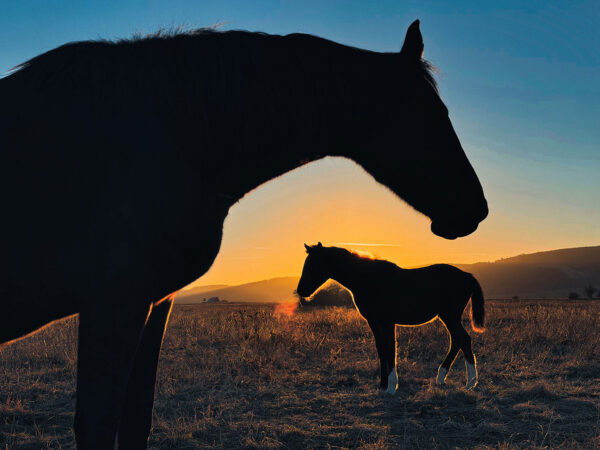 Sonnenuntergang in der Thüringeti (Foto: Manuela Hahnebach)