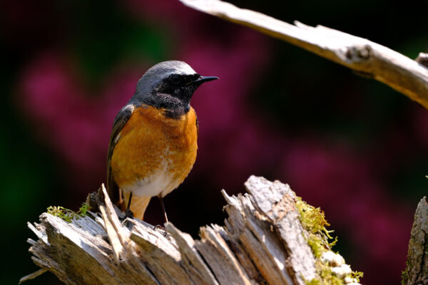 (Foto: Andreas Geier)