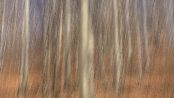 Waldrauschen (Foto: Andreas Kuhrt)