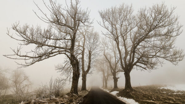 Weg in den Nebel (Foto: Uli Pfeufer)